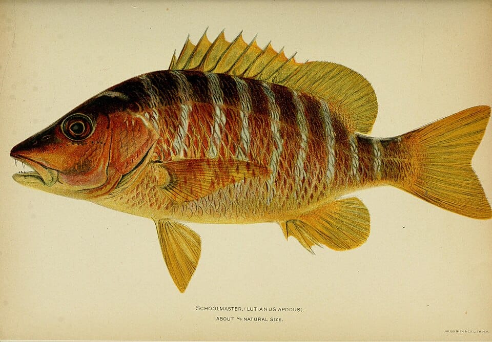 Understanding CHAPS, Faster Payments and BACS in the UK